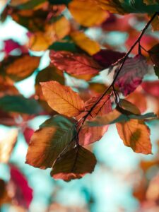 A close up of leaves on a tree