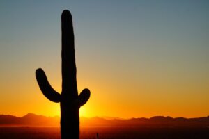 The sun is setting behind a tall cactus