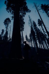 Silhouette of a person standing among tall redwood trees.